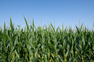 row of maize plants against a blue sky