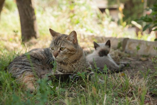 A cat looks searchingly in the garden with her kitten on a hot day.