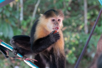 Views of a Panamanian white-headed or white-faced Capuchin Monkey (scientific name Cebus imitator), Panama