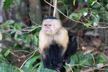 Views of a Panamanian white-headed or white-faced Capuchin Monkey (scientific name Cebus imitator), Panama