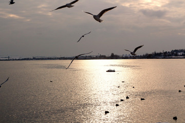 Fototapeta premium Seagulls on the beach. Sunset landscape. Beautiful landscape view. 