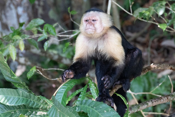 Views of a Panamanian white-headed or white-faced Capuchin Monkey (scientific name Cebus imitator), Panama