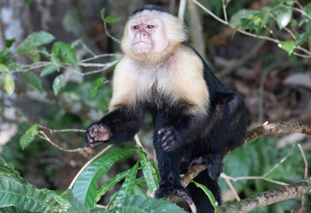 Views of a Panamanian white-headed or white-faced Capuchin Monkey (scientific name Cebus imitator), Panama