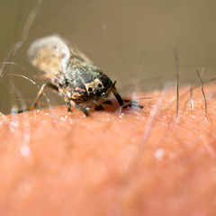 a Little fly insect on a plant in the meadow