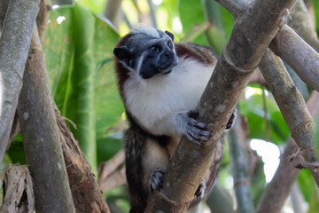 Views of Geoffroy’s tamarin monkey (scientific name Saguinus geoffroyi), Panama
