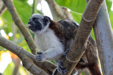 Views of Geoffroy’s tamarin monkey (scientific name Saguinus geoffroyi), Panama