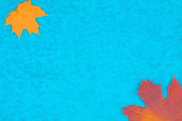 Autumn maple leaves on a colored background
