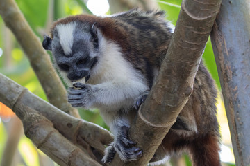 Views of Geoffroy’s tamarin monkey (scientific name Saguinus geoffroyi), Panama