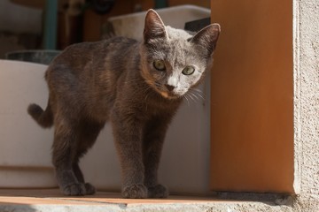 A cute gray cat with white spots and green eyes looks curiously at the patio stairs.