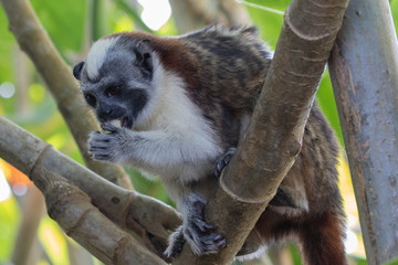 Views of Geoffroy’s tamarin monkey (scientific name Saguinus geoffroyi), Panama