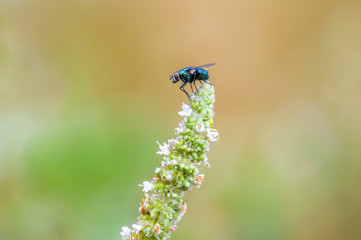 a Little fly insect on a plant in the meadow