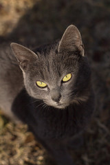 A beautiful gray cat with fine hair looks at the sun with its yellow eyes.