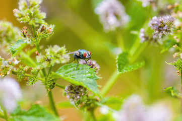 a Little fly insect on a plant in the meadow