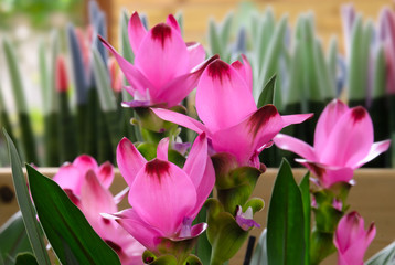 Obraz premium Blooming Turmeric or Siamese Tulip (Latin - Curcuma alismatifolia)