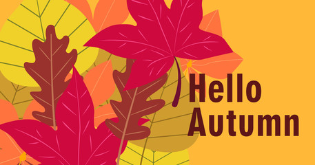 Fototapeta na wymiar Hello Autumn. Fall season vector background. Colorful leaves design template