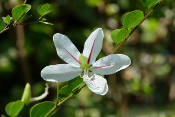 Flowering Dainty bauhinia (latin - Bauhinia natalensis)