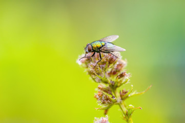 a Little fly insect on a plant in the meadow
