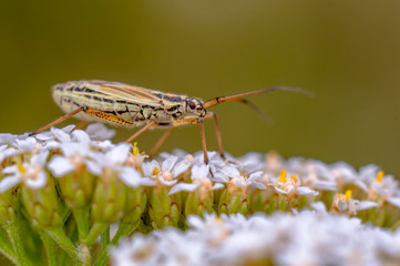 a Small beetle insect on a plant in the meadow