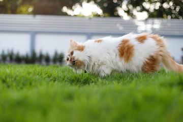 Naklejka na ściany i meble The cute Persian cat is eating herbal grass on a green grass field, for pet natural medical and organic concept, selective focus shallow depth of field