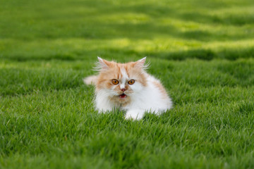 Naklejka na ściany i meble The cute Persian cat is sitting on a green grass field, selective focus shallow depth of field