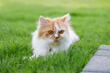 Naklejka na ściany i meble The cute Persian cat is sitting on a green grass field, and looking something, selective focus shallow depth of field
