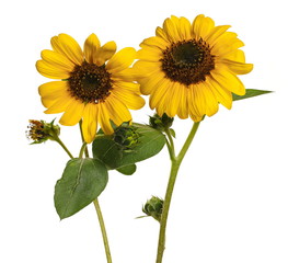 Fototapeta premium Sunflowers isolated on white background with clipping path