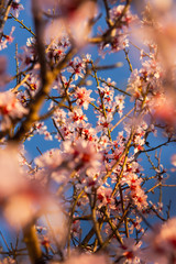 Blooming peach branches against the blue sky. Beautiful spring pink background. A gentle and atmospheric frame for the design. Pink flowers in soft focus and sunlight. The vertical composition.