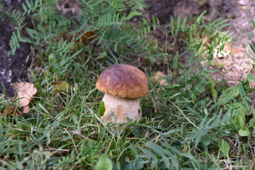 funghi fungo porcino porcini 