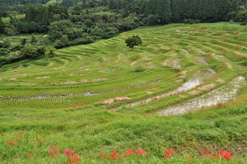 大山千枚田（千葉県鴨川）