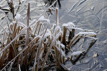frozen grass in a lake