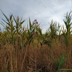 Fototapeta premium field of corn