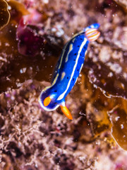 Nudibranch, Hypselodoris festiva, 