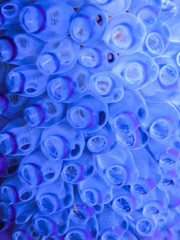 a colony of Purple tunicates (Clavelina picta) close-up 