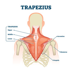 Trapezius muscle labeled medical anatomy structure scheme vector illustration - obrazy, fototapety, plakaty