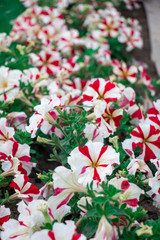 Lots of white petunias colored in red with green leaves growing in flower garden. Field of flowers planted.