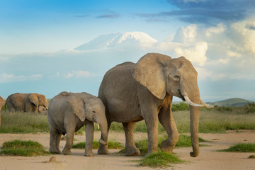 African elephant (Loxodonta africana) and calf walking in grassland with mount Kilimanjaro in background, Amboseli national park, Kenya.