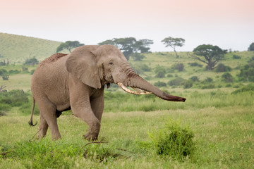 Obraz premium African elephant (Loxodonta africana) bull standing on savanna, throwing sand and smelling, Amboseli national park, Kenya.