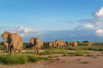 Fototapeta na wymiar African elephant (Loxodonta africana) herd foraging in front of mount Kilimanjaro, Amboseli national park, Kenya.