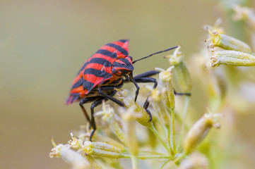 a Small beetle insect on a plant in the meadow