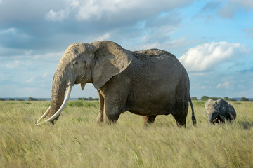 Obraz premium African elephant (Loxodonta africana) and calf walking in grassland, Amboseli national park, Kenya.