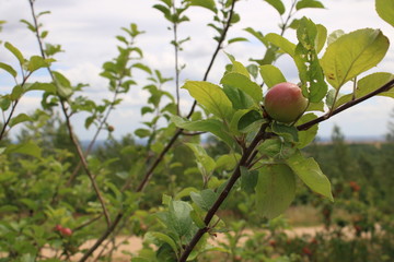 Single apple on apple tree
