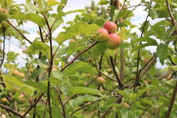 Several apples hang from the apple tree
