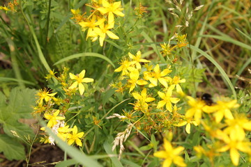 Yellow flowers by the wayside
