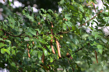 the pods on the acacia branch at the end of summer