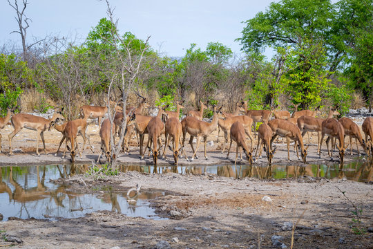 Large herd of antelope springbok game on a water pool, drinking and guarding in Africa