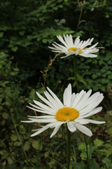 Beautiful white flower by the wayside
