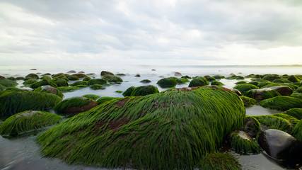 Seascape during sunset. Beach with big stones covered by long green seaweeds. Ocean low tide. Nature background. Cloudy sky. Horizontal layout. Selected art focus. © Olga