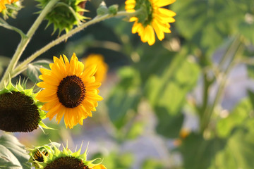 Beautiful sunflowers in a garden. Selective focus.