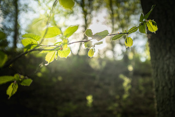 fresh green hornbeam leaves on a blurry deep forest background