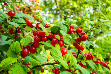 Cherry tree branch with leaves and berries. Other garden trees are visible against the blurred background